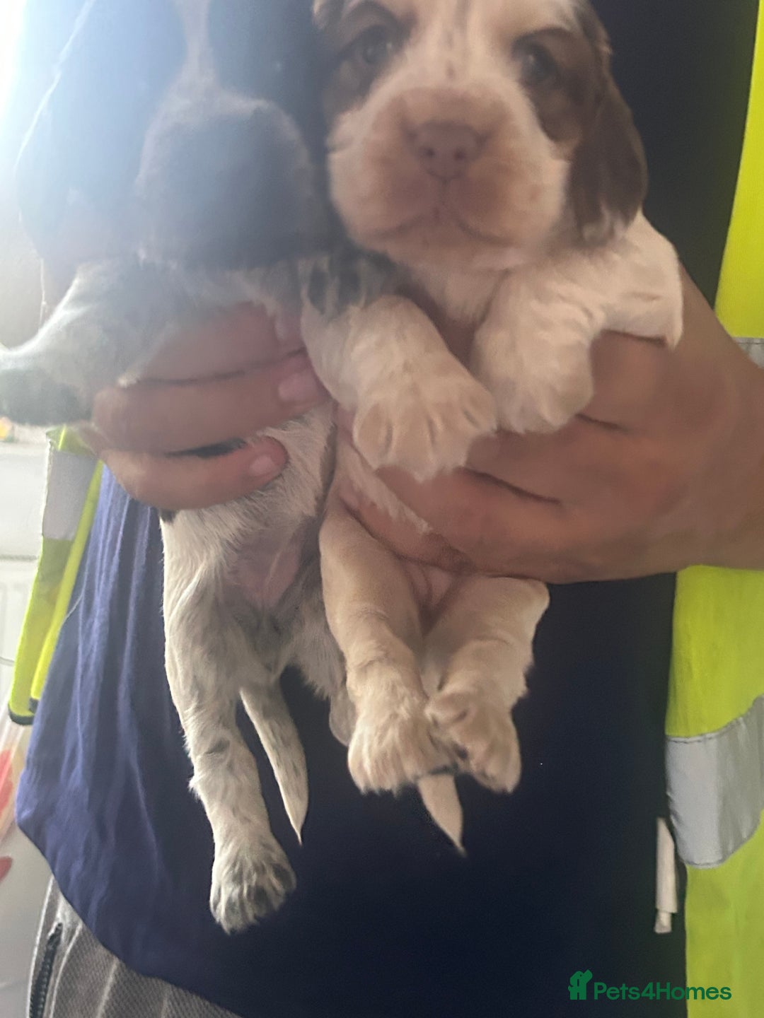 Cocker Spaniel dogs for sale: 🔥 rare coloured show type cocker spaniels  - Image 2