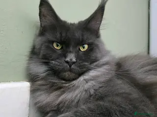 Maine Coon cats Blue Smoke Female - Advert 1