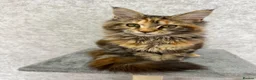 Maine Coon cats for sale: Stunning Purebred TICA Reg Maine Coon Kittens in London - Advert 5