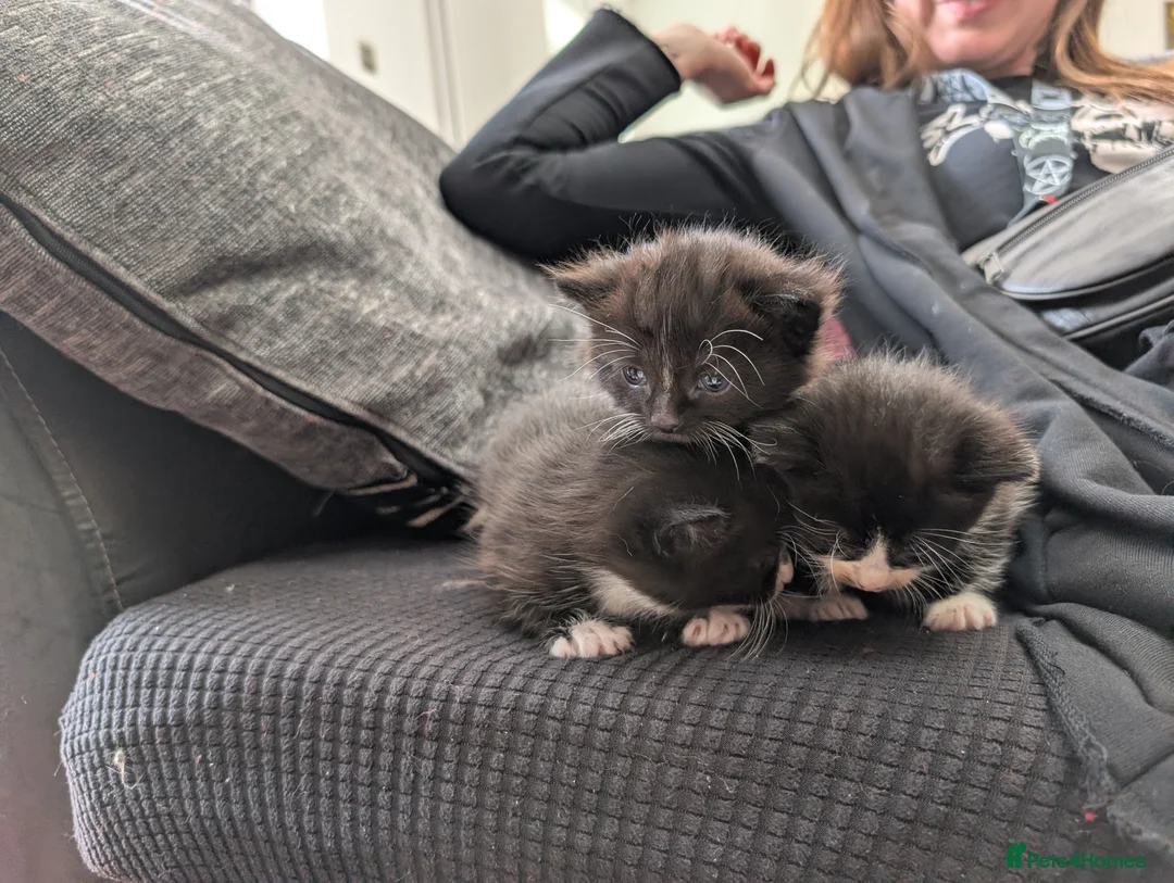 Mixed Breed cats for sale: Fluffy Black & White Tuxedo Kittens Ready 9 July  - Advert 1
