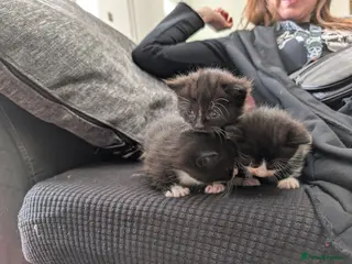 Mixed Breed cats Fluffy Black & White Tuxedo Kittens Ready 9 July - Advert 11