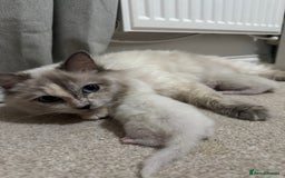 Ragdoll cats for sale: Purebred Ragdoll Kittens - Image 7