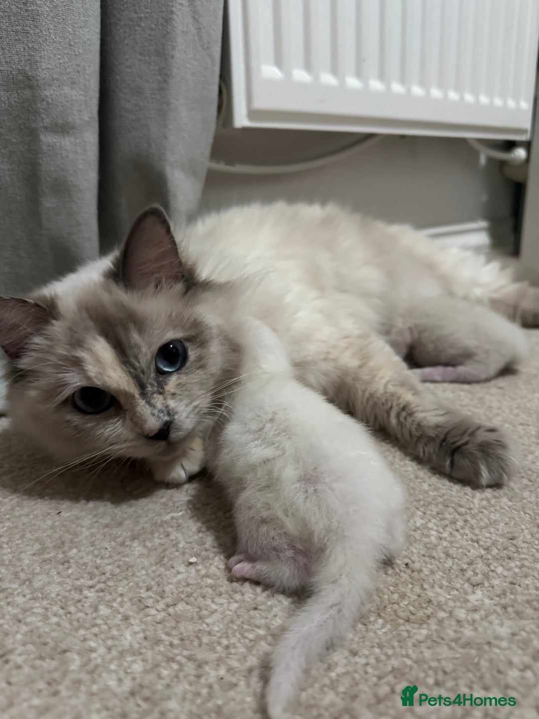 Ragdoll cats for sale: Purebred Ragdoll Kittens - Image 7