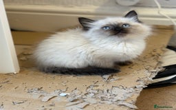 Ragdoll cats for sale: ✨2 girls stunning ragdolls left 💖 - Image 2