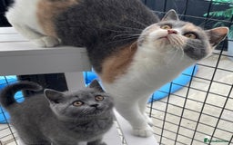 British Shorthair cats for sale: Beautiful GCCF British Shorthair’s  - Image 10