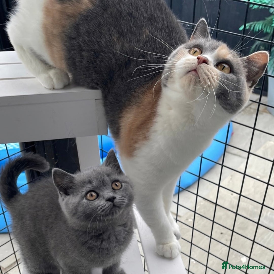 British Shorthair cats for sale: Beautiful GCCF British Shorthair’s  - Image 10