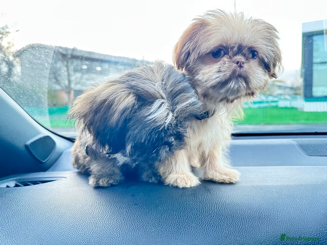Shih Tzu dogs for sale: 2 x  Imperial Shihtzu - Advert 8