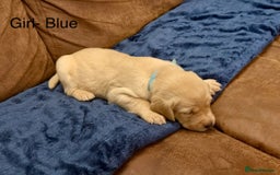 Labrador Retriever dogs for sale: Labrador puppies  - Advert 10