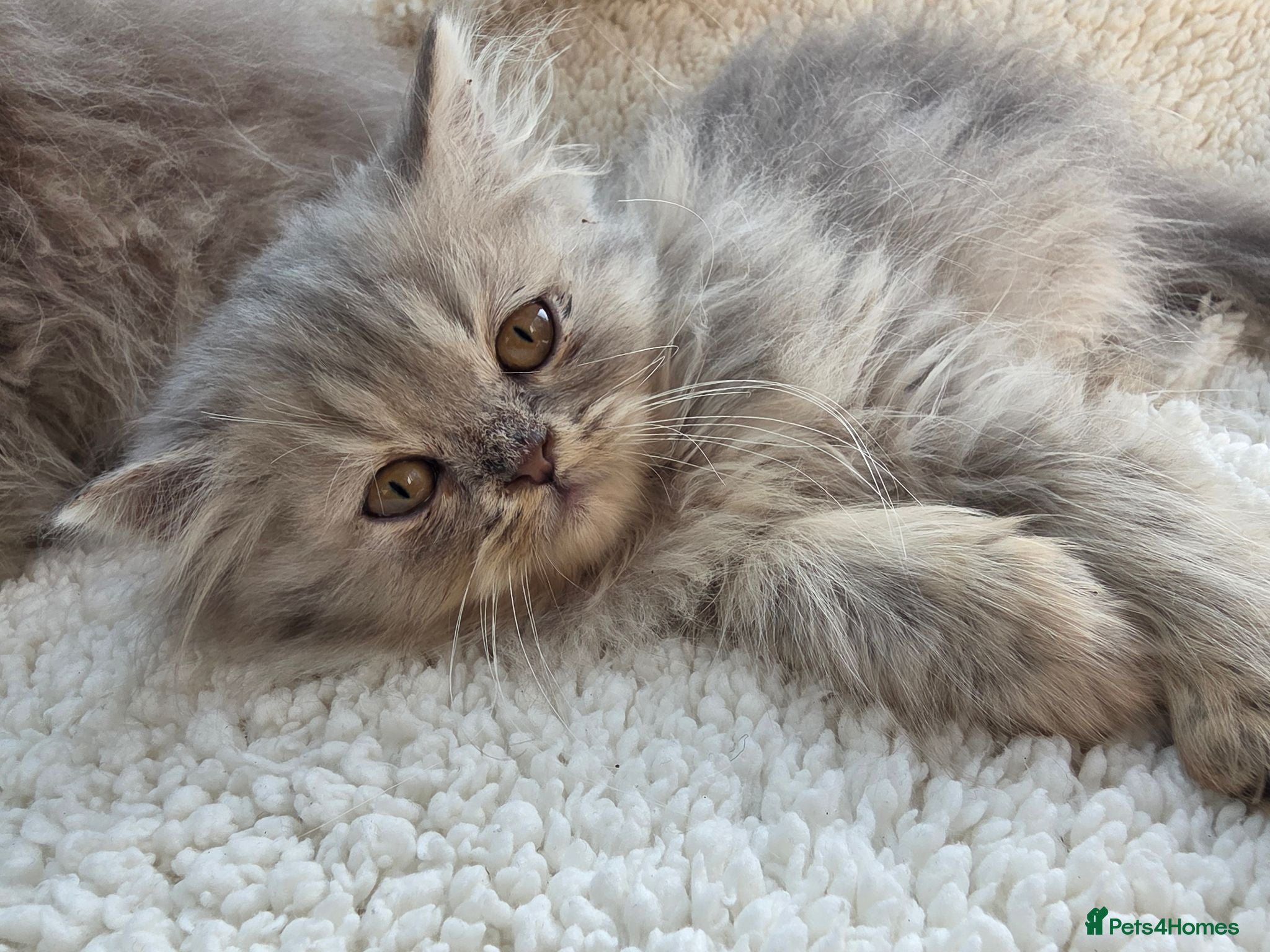 Persian cats Lilac Persian Kittens Ready to Leave Now - Advert 1