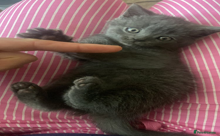 British Shorthair cats - Advert 6