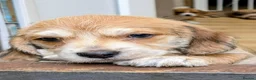 Mixed Breed dogs for sale: Beagle cross shih tzu  in Buckley - Advert 15