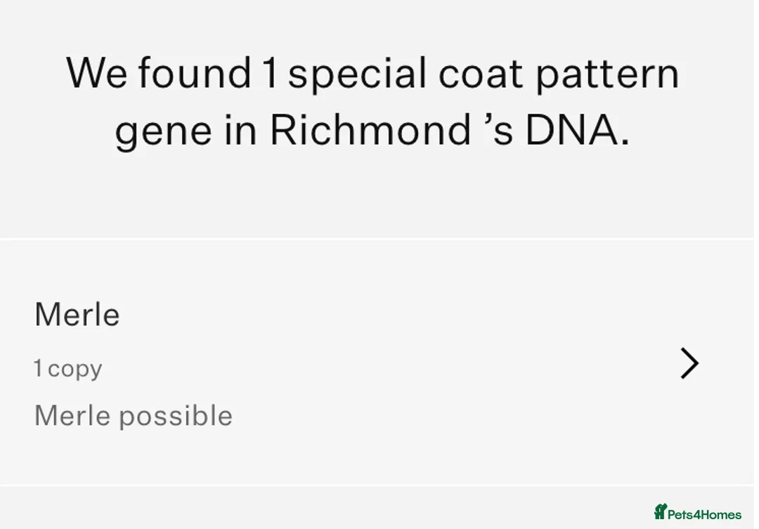 Miniature Dachshund dogs for stud: Richmond the sausage -KC Reg-DNA tested,Proven in Pentre - Advert 16