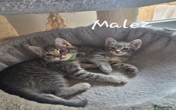 Mixed Breed cats for sale: Adorable kittens - Image 3