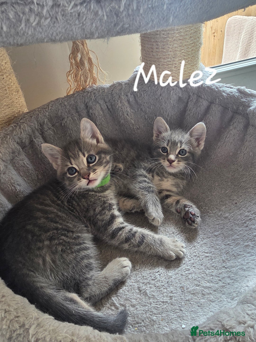 Mixed Breed cats for sale: Adorable kittens - Image 3