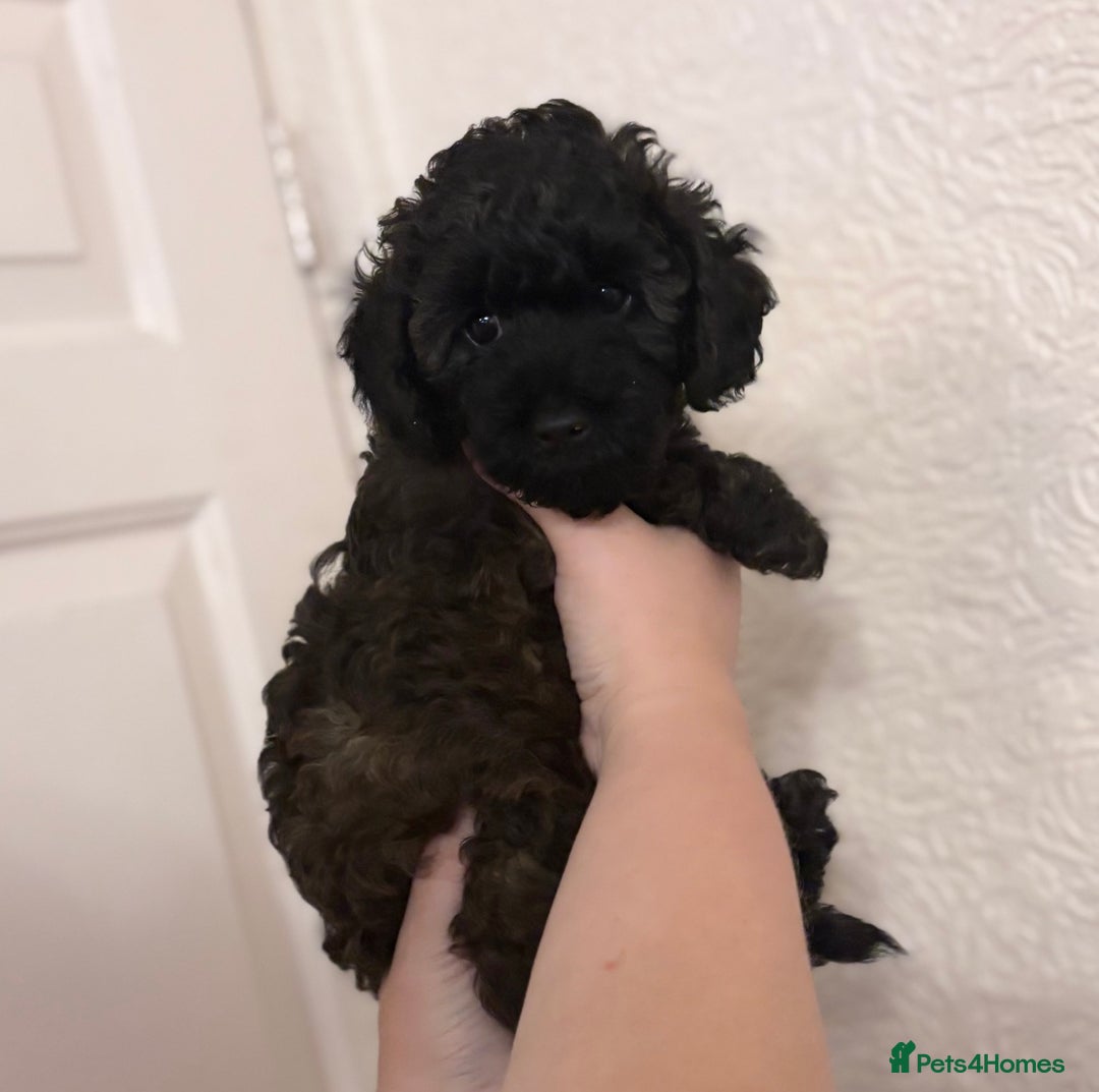 Yorkiepoo dogs for sale: Beautiful yorkipoo puppies - Image 30