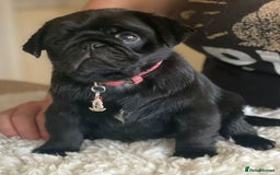 Pug dogs for stud: Kc registered tiny black pug for stud - Image 6