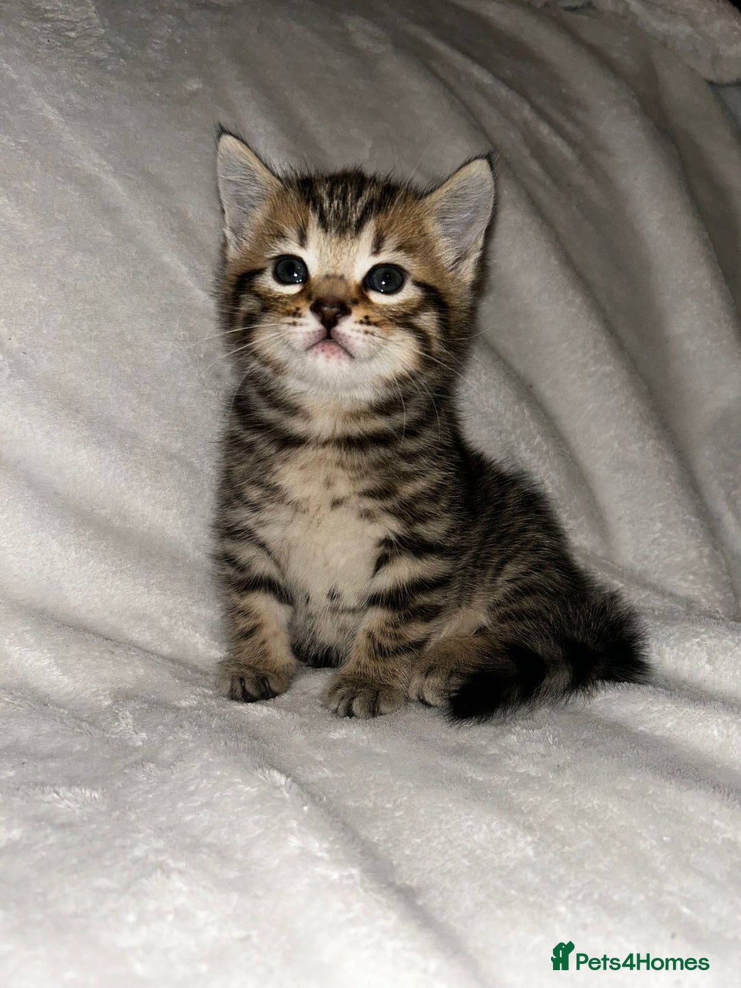 Savannah cats for sale: F4-F5+Savannah Kittens - Advert 21