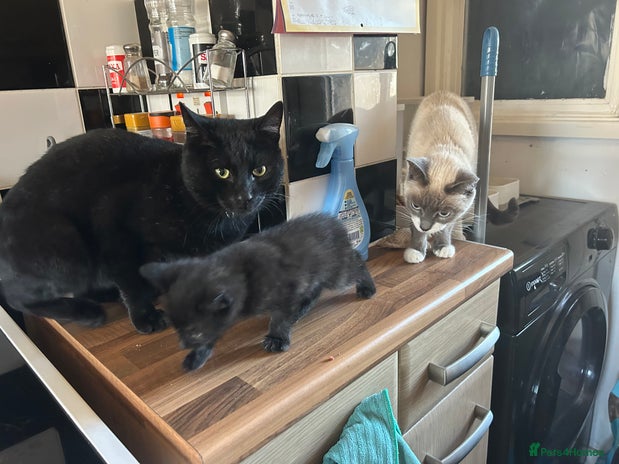 Mixed Breed cats - Advert 6