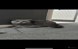 British Shorthair cats for sale: 1 year old British short hair boy - Image 3