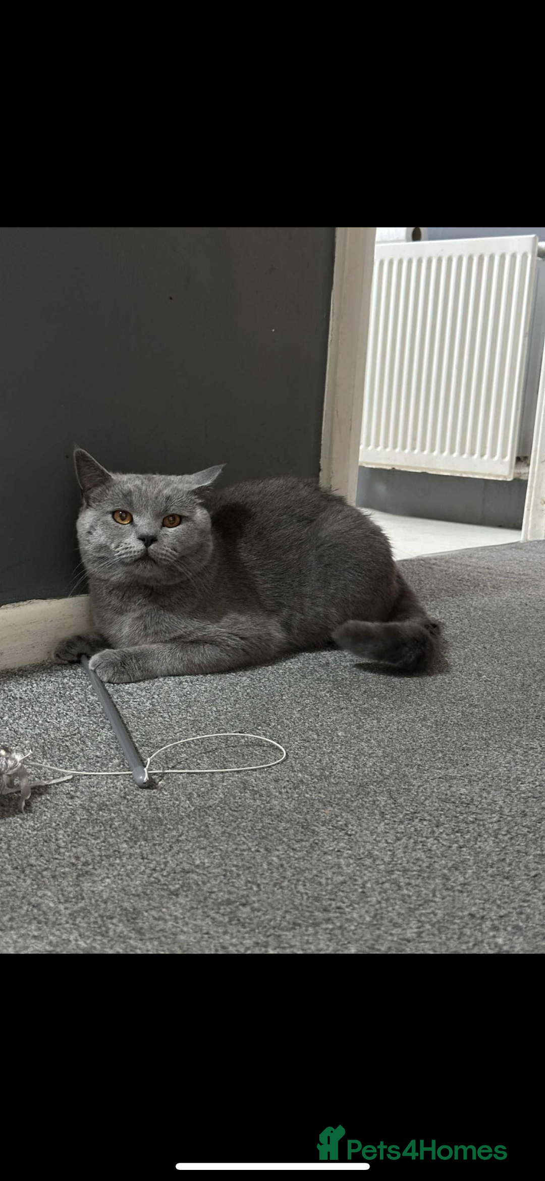 British Shorthair cats for sale: 1 year old British short hair boy - Image 3