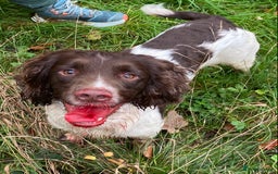 English Springer Spaniel dogs for stud: Working Springer Bineswych Billy (Monty) for Stud - Advert 7