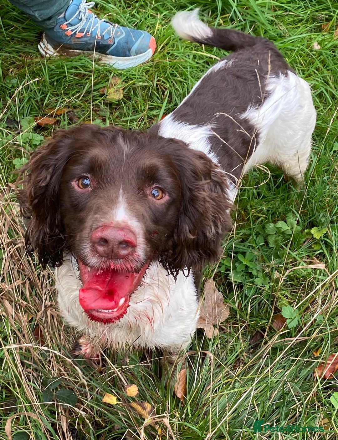 English Springer Spaniel dogs for stud: Working Springer Bineswych Billy (Monty) for Stud - Advert 7
