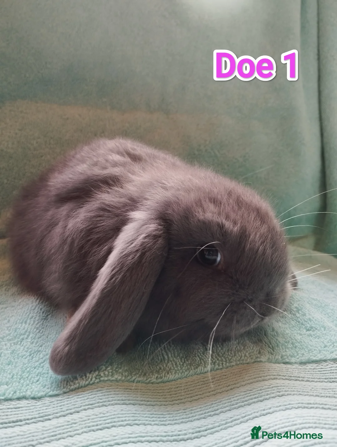 Mini Lop rabbits for sale: 5 Mini Lop Doe's looking for homes 🥰 - Advert 2