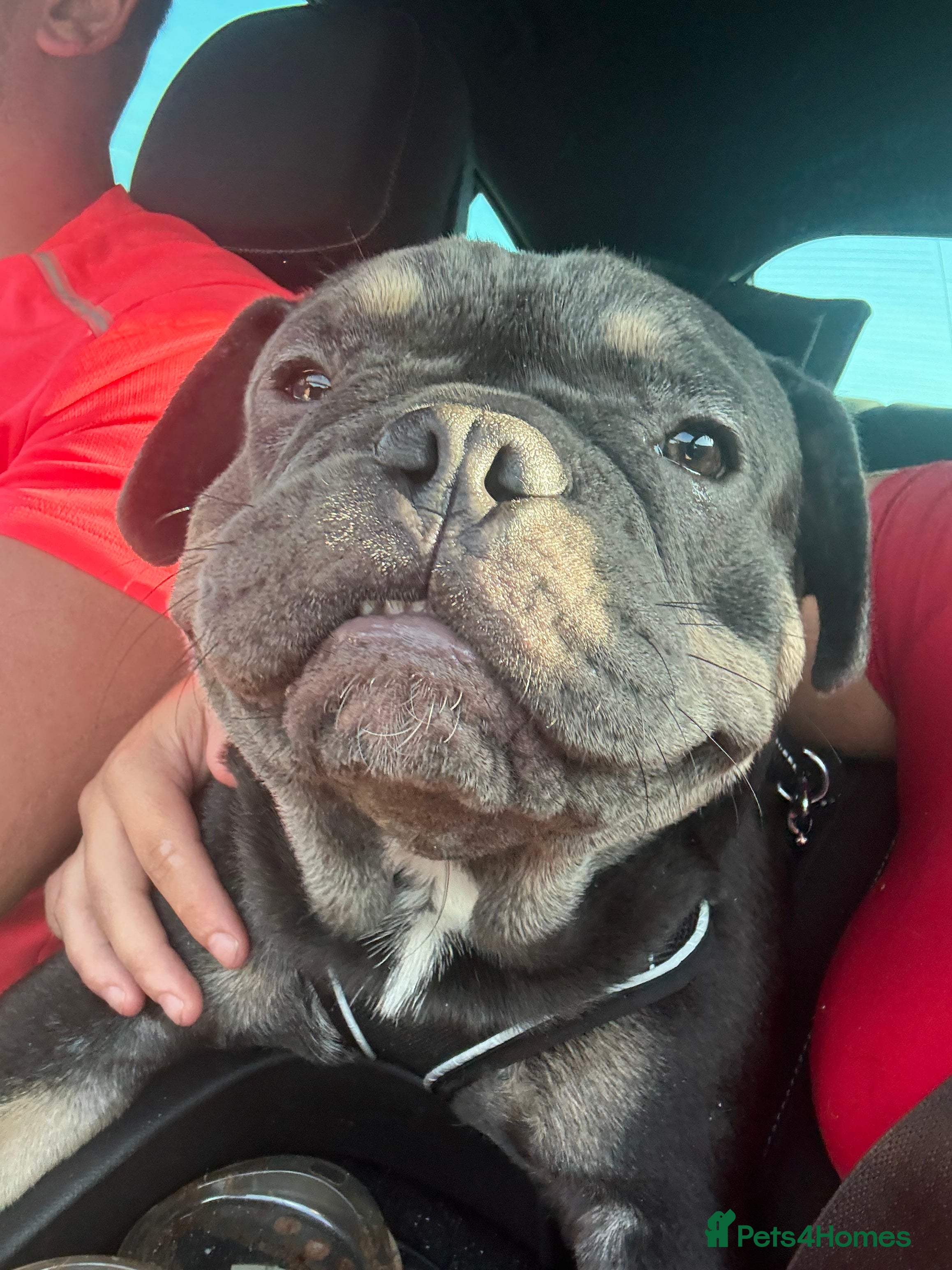 French Bulldog dogs French bulldog male - Advert 6