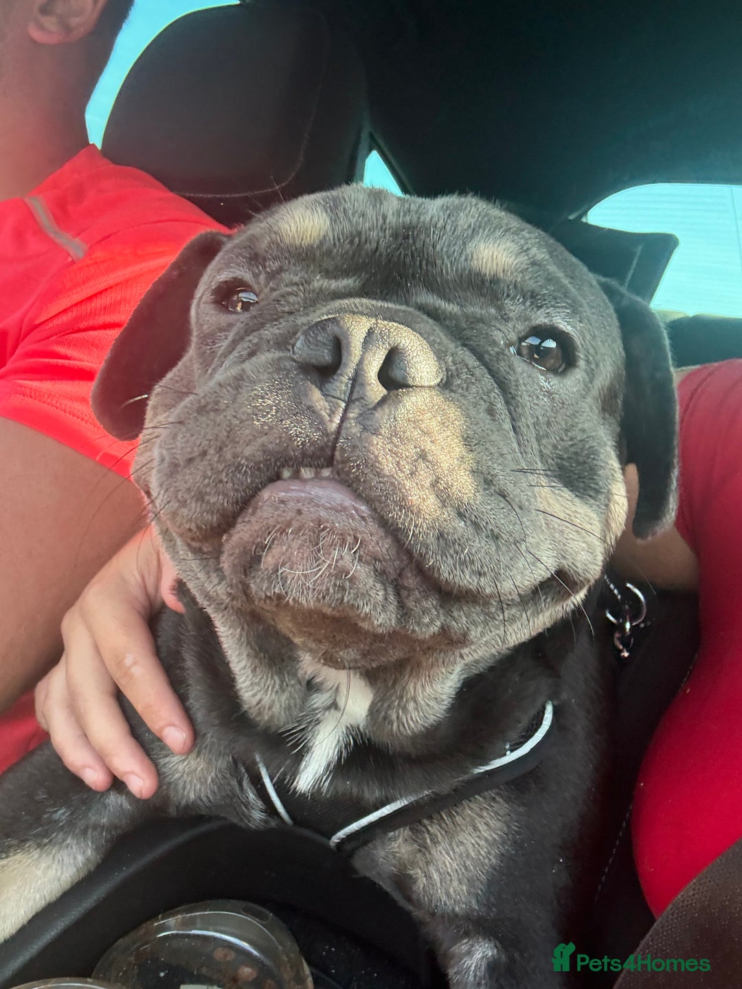 French Bulldog dogs for sale: French bulldog male - Advert 1