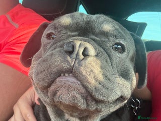 French Bulldog dogs French bulldog male - Advert 1