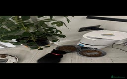 British Shorthair cats for sale: Blue British short-hair kittens - Image 7