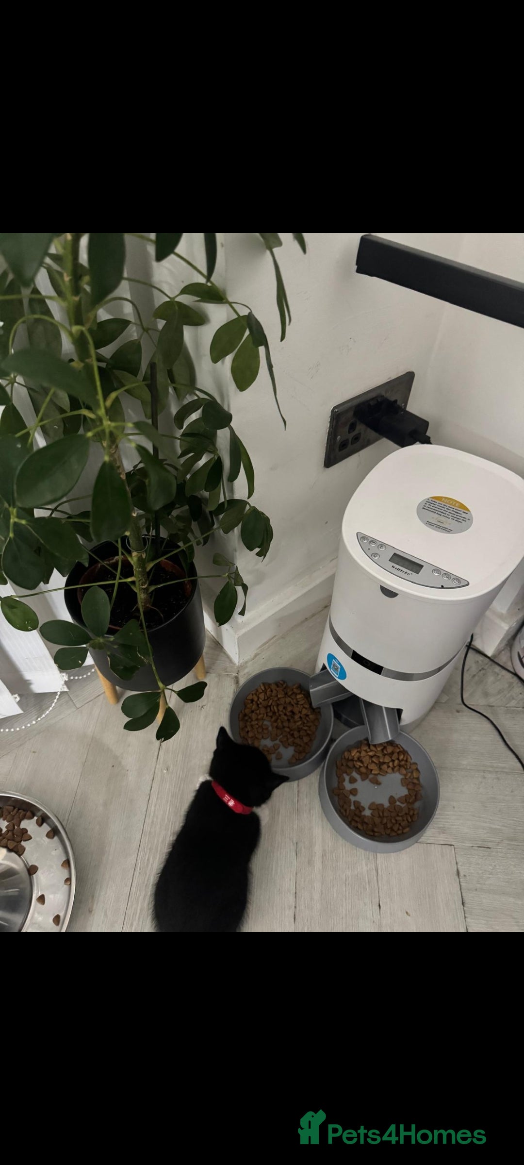 British Shorthair cats for sale: Blue British short-hair kittens - Image 7