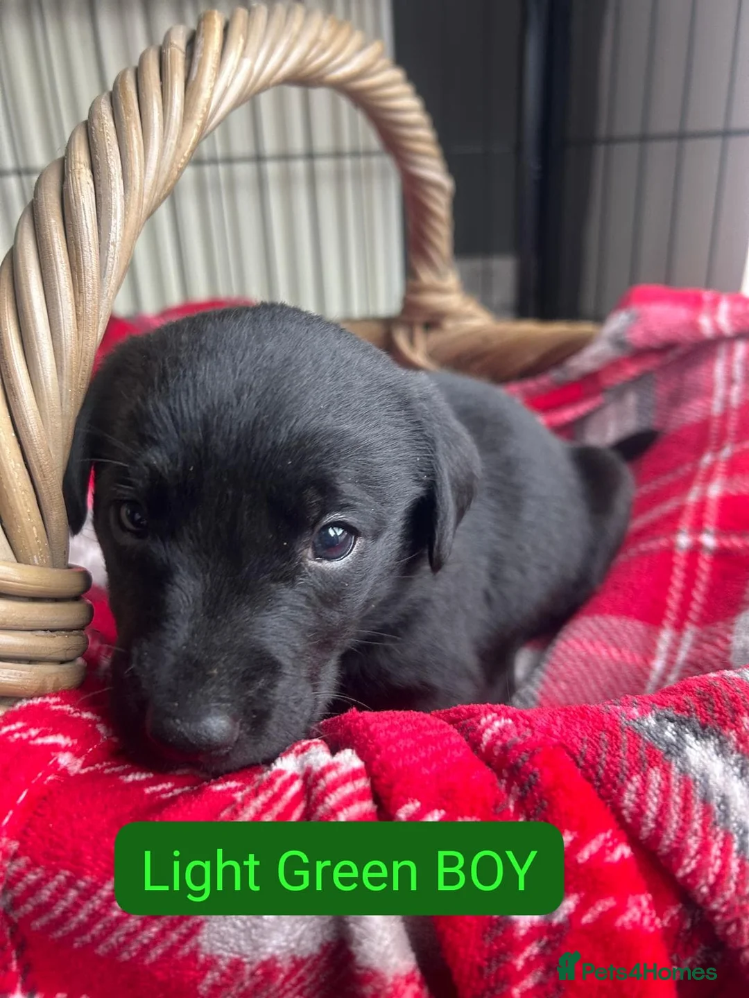 Labrador Retriever dogs for sale: KC BLACK LABRADOR PUPPIES - Advert 35