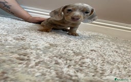 Miniature Dachshund dogs for sale: KC Registered Miniature Dachshund - 2 Boys Left! - Image 19