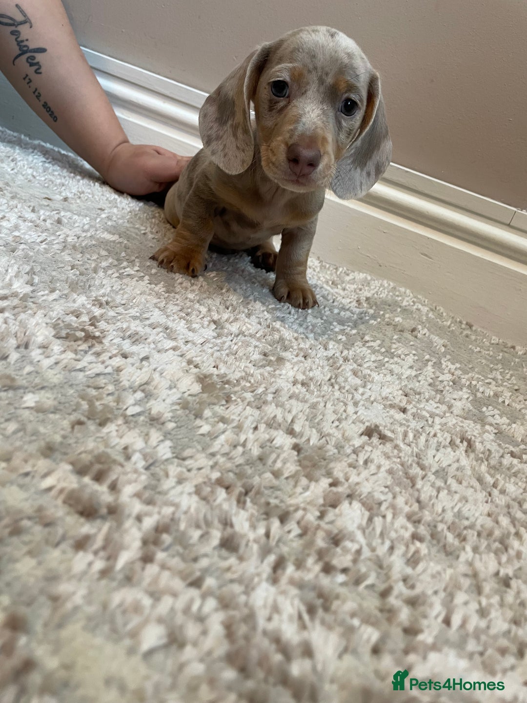 Miniature Dachshund dogs for sale: KC Registered Miniature Dachshund - 2 Boys Left! - Image 19