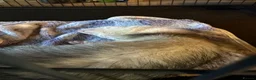 Ferret rodents for sale: Silver ferret - Advert 4
