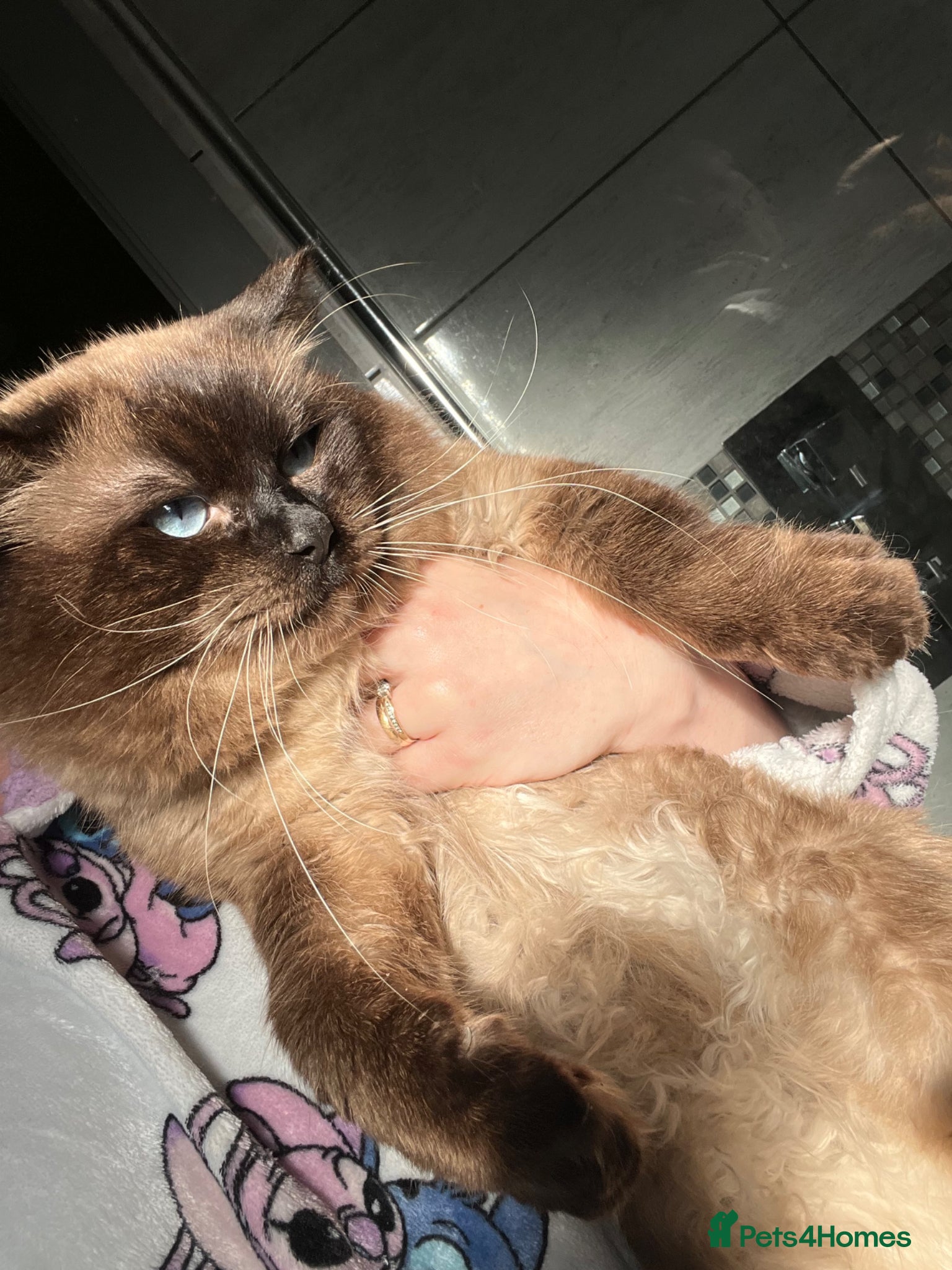 Ragdoll cats for sale: READY NOW RAGDOLL KITTENS  - Advert 4