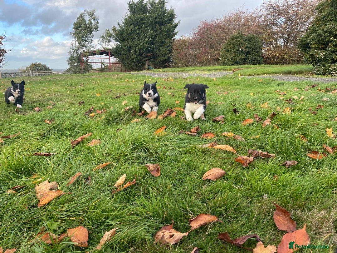 Border Collie dogs for sale: Border Collie puppies - Image 19