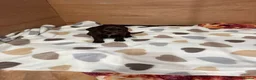 Sproodle dogs for sale: Gorgeous Chocolate Puppies in Ludlow - Advert 8