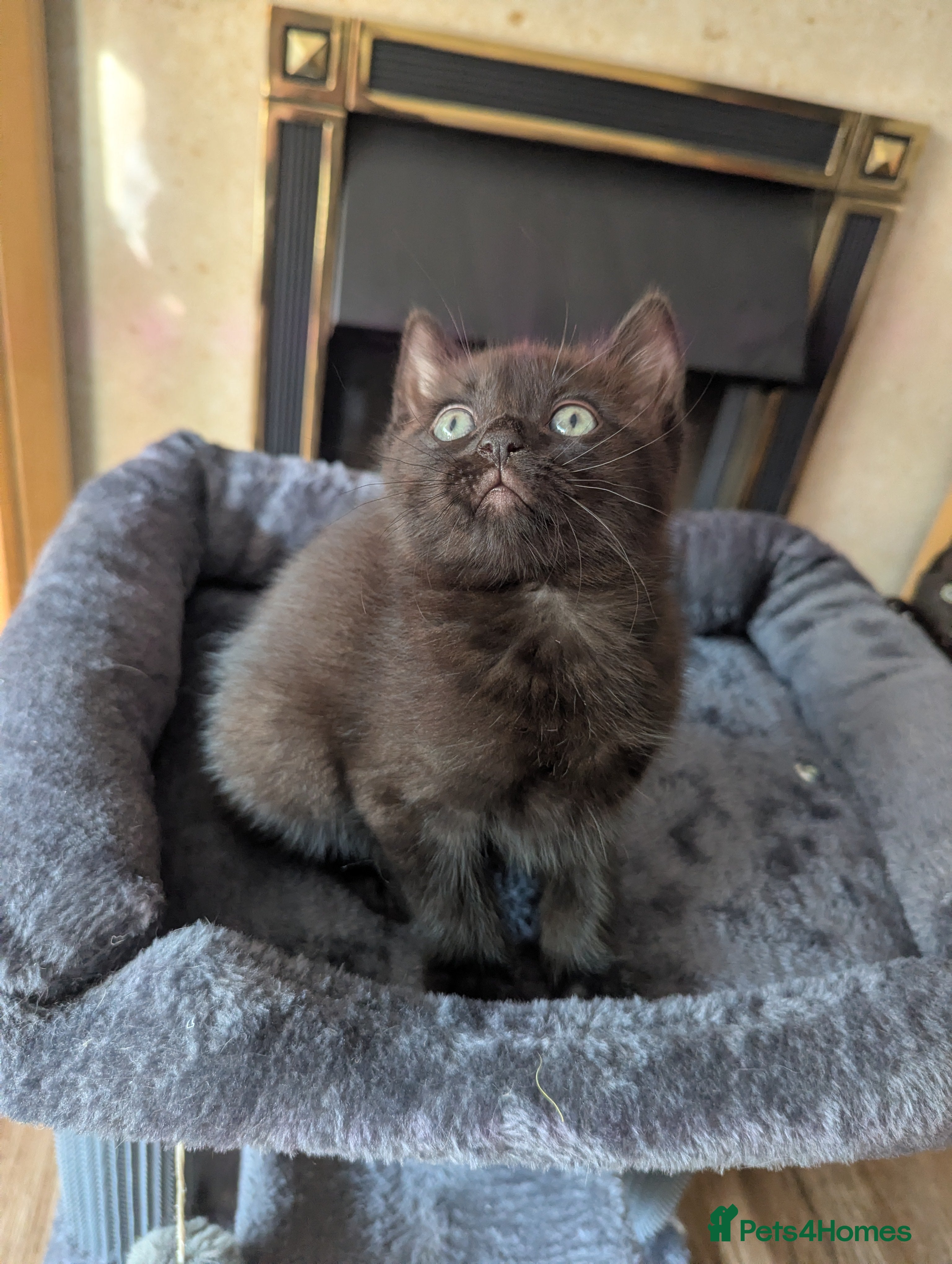 Mixed Breed cats Beautiful ragdoll X  - Advert 2