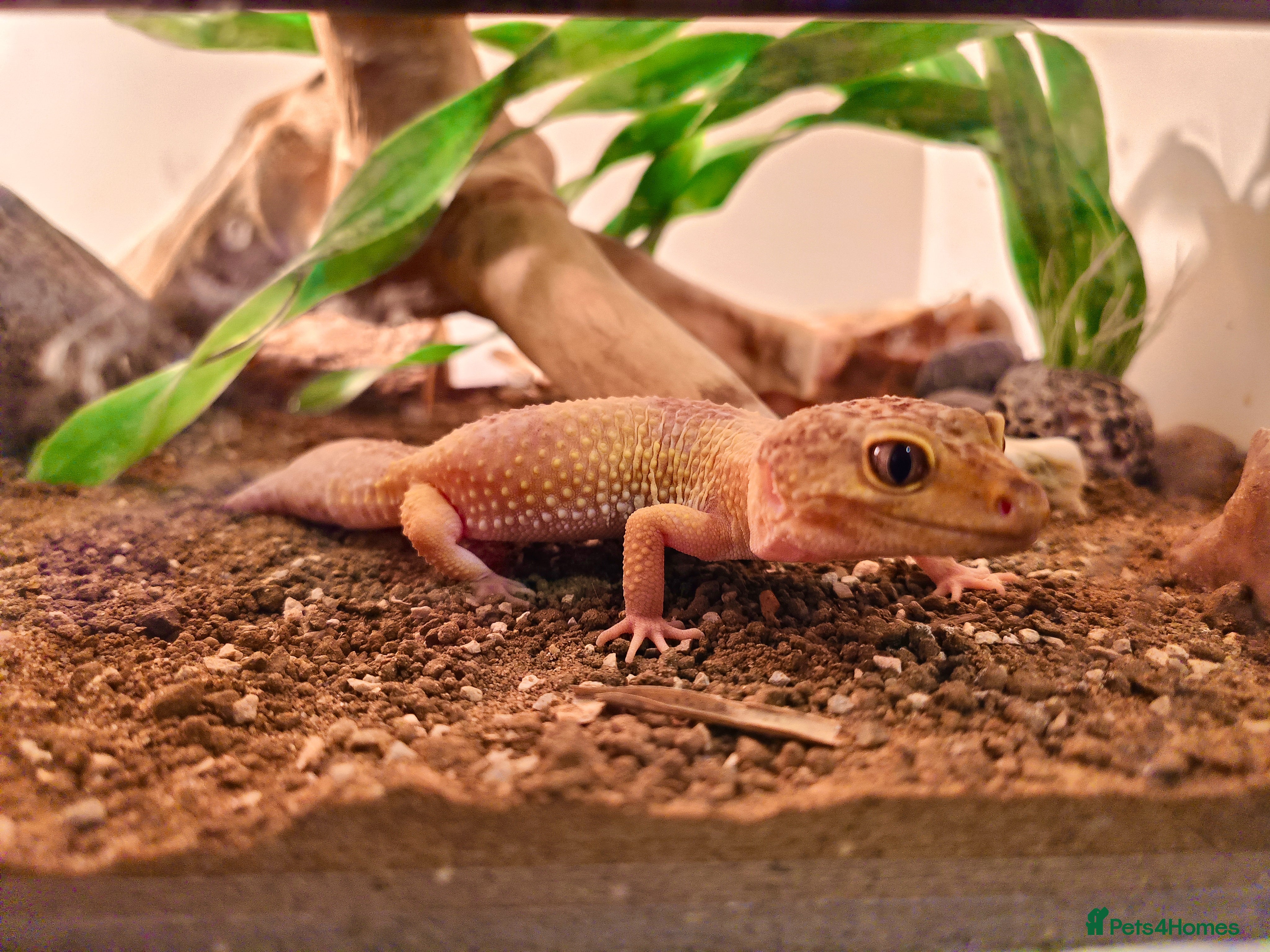 Leopard Gecko reptiles Female Leopard Gecko with Full Set-Up - Advert 1
