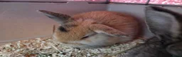 Mixed Breed rabbits for sale: Small rabbits  in Derby - Advert 4