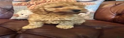 Miniature Poodle dogs for sale: 4 RED ADORABLE MINIATURE POODLE PUPPIES - Advert 7