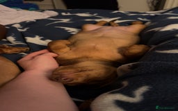Miniature Dachshund dogs for sale: Beautiful miniature dachshund girl  - Image 6