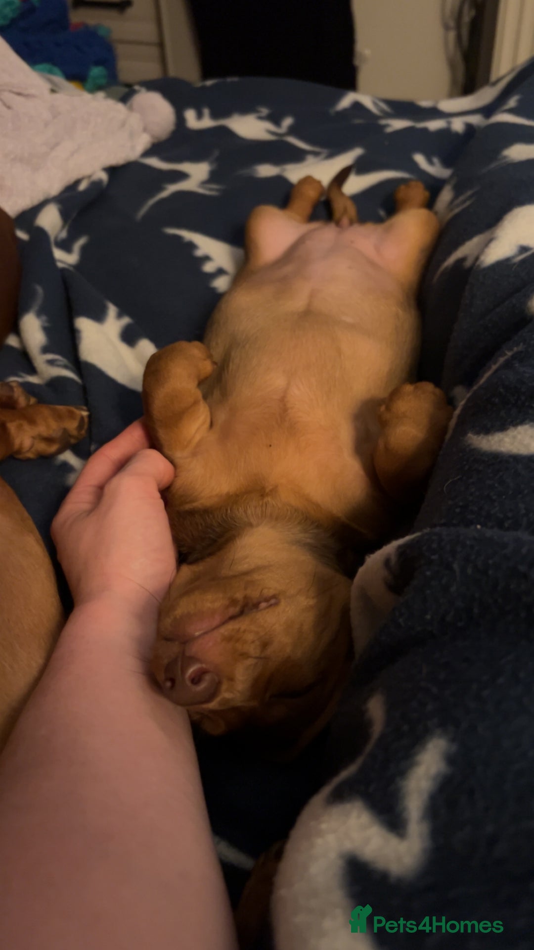 Miniature Dachshund dogs for sale: Beautiful miniature dachshund girl  - Image 6