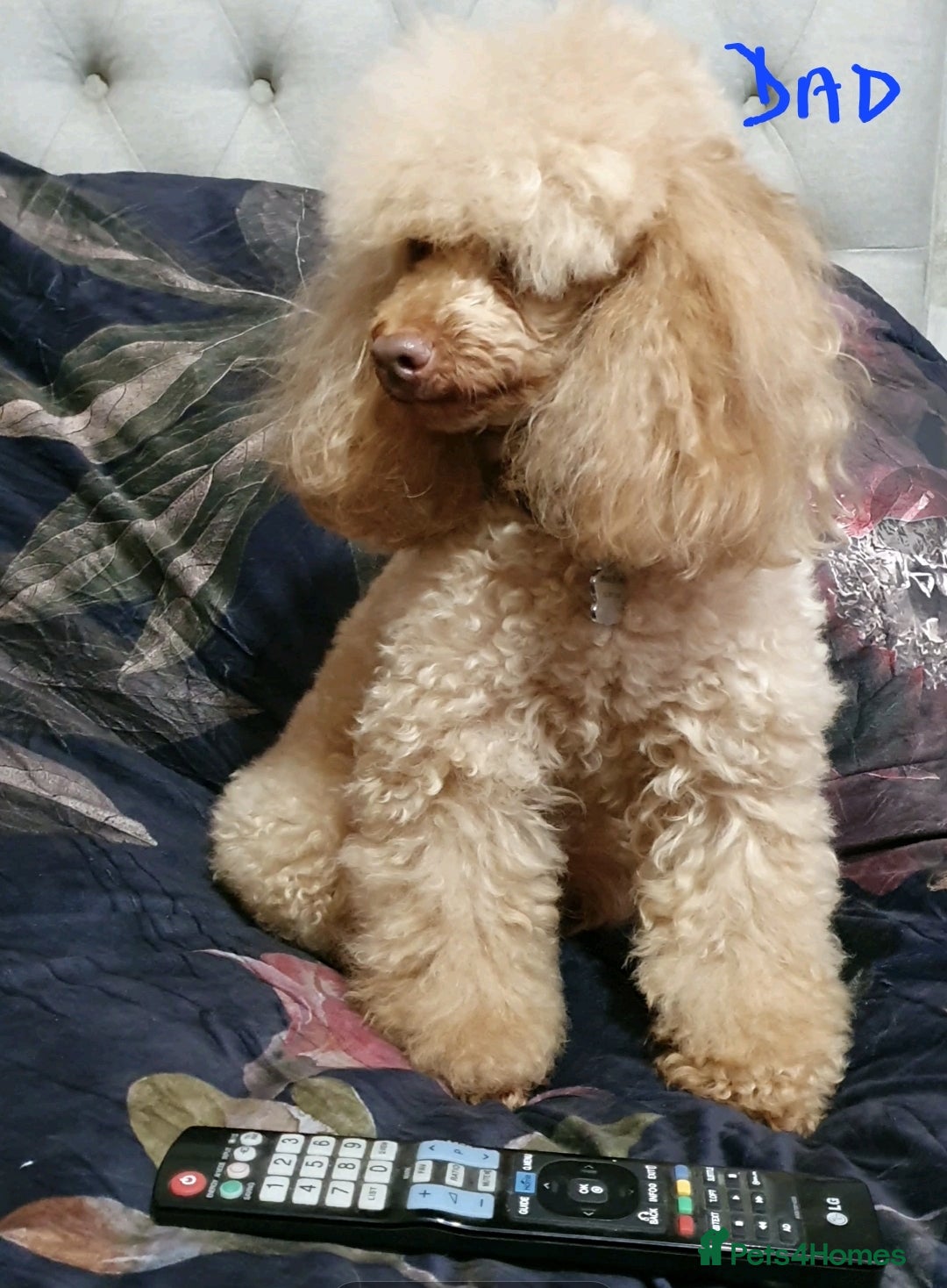 Toy Poodle dogs for sale: Pedigree Toy poodle puppies ready this weekend - Image 25