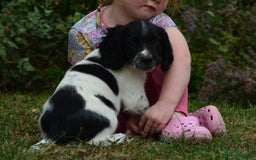 English Springer Spaniel dogs for sale: KC 10 week old Springer Spaniel puppies - Image 3