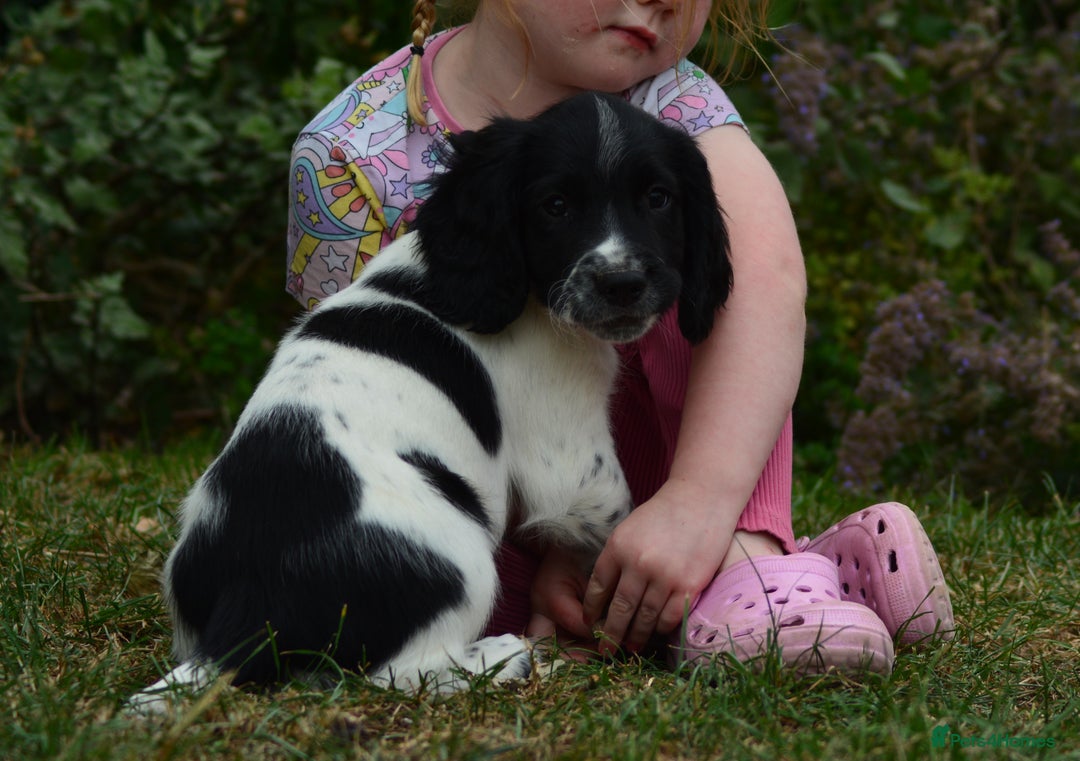 English Springer Spaniel dogs for sale: KC 10 week old Springer Spaniel puppies - Image 3