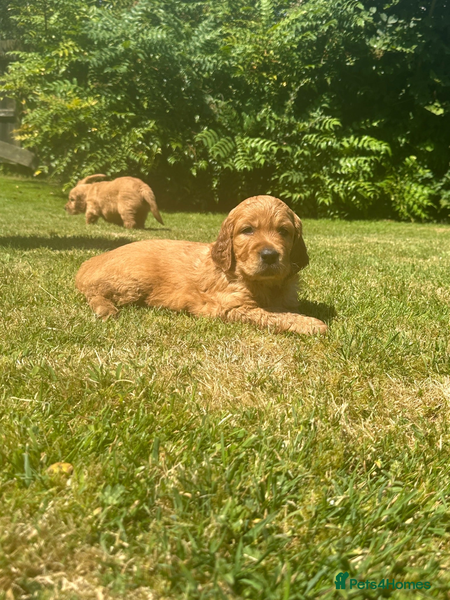 Mixed Breed dogs Golden Irish  - Advert 14