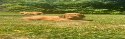Mixed Breed dogs for sale: Golden Irish  - Advert 1